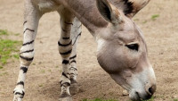 oselsomálský donkey-218977 960 720